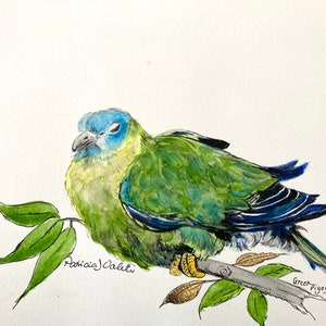 ORIGINAL AQUARELL VogelMalerei Grüne TAUBE