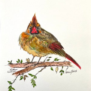 ORIGINAL AQUARELL Vogel Malerei NordKARDINAL