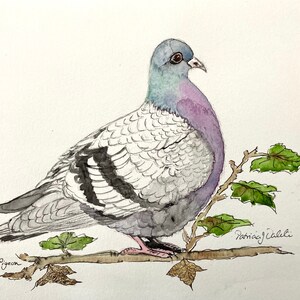 ORIGINAL AQUARELL VogelGemälde London PIGEON