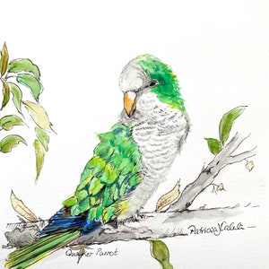 ORIGINAL AQUARELL Vogel Malerei Quaker PAPAGEI