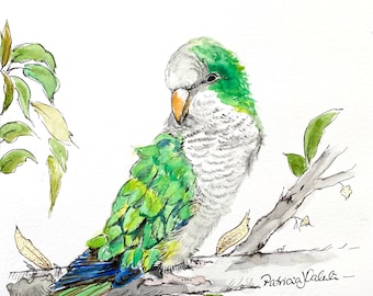 ORIGINAL WATERCOLOUR Bird Painting Quaker PARROT