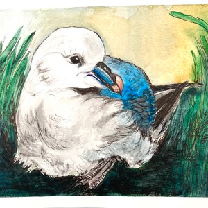 オリジナル水彩画 鳥の絵 カモメ フルマカモメ