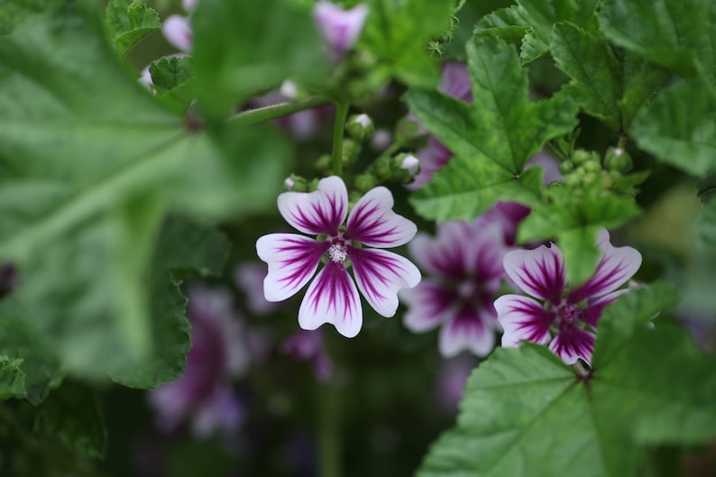 WoodbineEverlasting Malva Zebrina Seeds - Thumbnail 3