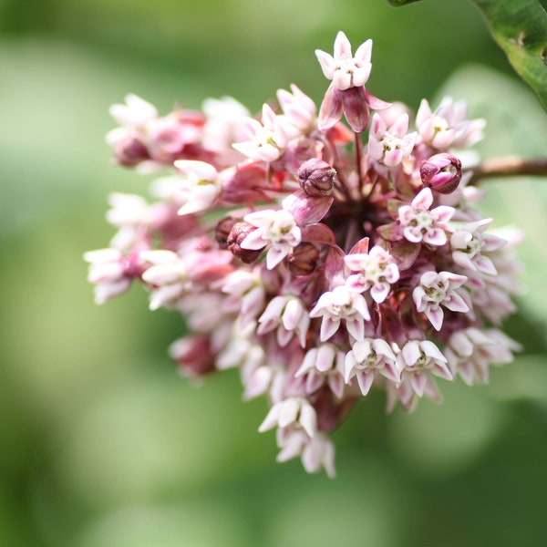 Graines de fleurs sauvages indigènes, asclépiade commune, 45 graines, Asclepias syriaca, attracteur de papillons monarques, fleurs de jardin de cottage pollinisateurs