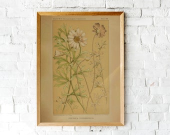 Vintage Pale Pink Daisy Print, Antique Flower Painting on Sepia, Light Academia Botanical Illustration, Printable Wall Art