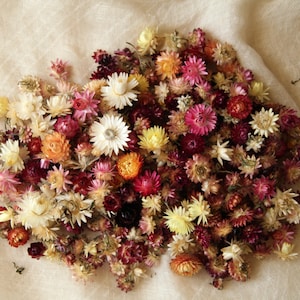 Puede incluir: Una colección de siemprevivas secas en una vibrante mezcla de colores que incluye burdeos intenso, rosa brillante, crema suave, amarillo soleado y naranja quemado. Las pequeñas flores, similares a margaritas, están agrupadas densamente.