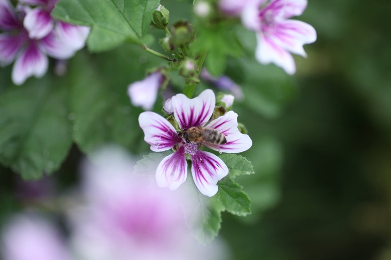 WoodbineEverlasting Malva Zebrina Seeds - Thumbnail 4
