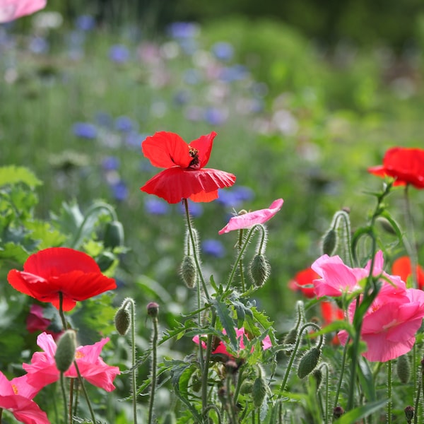 Scarlett Poppy Seeds, Cottage Garden Flowers, 1500 seeds, Honeybee & Pollinator Attractor, Sustainably Grown, Cold Hardy Easy to Grow Annual