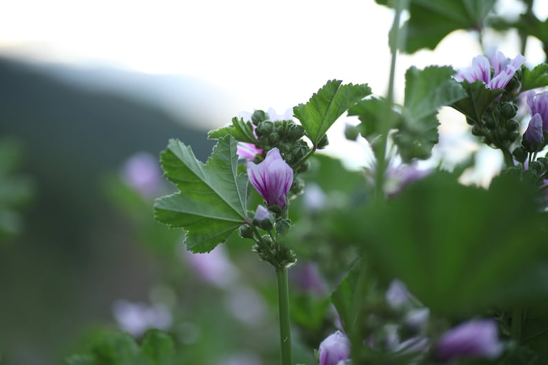WoodbineEverlasting Malva Zebrina Seeds