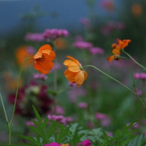 May include: A close-up of orange cosmos flowers blooming in a field of green foliage and purple flowers.