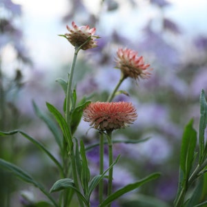 May include: Close-up of three pink and white flowers with green stems and leaves against a blurred background of purple flowers.