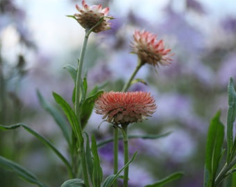 Peachy Orange Strawflower Seeds, Easy to Grow Annual, Butterfly and Bee Attractor, Pollinator Garden and Cut Flower, 150 Seeds per Package