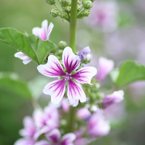 May include: A close-up of a pink and white flower with purple veins. The flower is in focus, while the background is blurred.