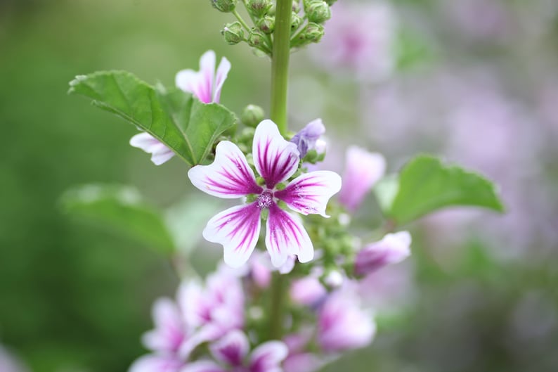 WoodbineEverlasting Malva Zebrina Seeds - Thumbnail 2