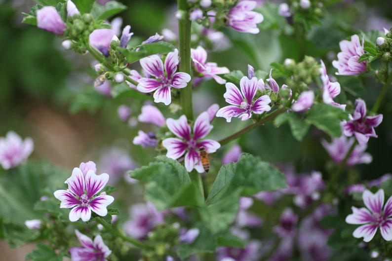 WoodbineEverlasting Malva Zebrina Seeds - Thumbnail 5