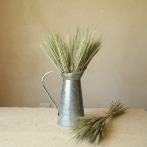May include: A galvanized metal pitcher filled with dried wheat stalks. A small bundle of wheat stalks rests on the surface next to the pitcher. The wheat is a pale green color, and the pitcher has a handle.