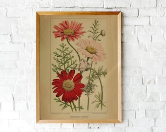 Vintage Wildflower Print, Red & Pink Daisies, Antique Botanical Illustration, Rustic Farmhouse Decor,Printable Wall Art, Wedding Invitation
