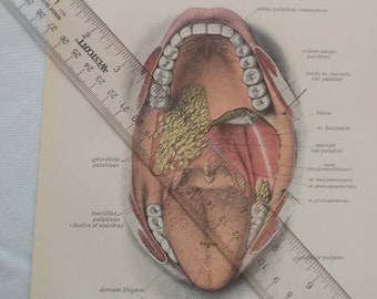 Mouth Teeth Tongue Diagram Dissection Anatomy Drawing Vintage Medical Textbook Print Illustration 1936 Antique Collectable Original  book