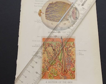 Anatomie des Auges Haut Platte Farbdruck Infektion Medizinische Buch Bibliothek Vintage antikes manuelles Nachschlagewerk Rahmen seltsames Geschenk Horror Dekor