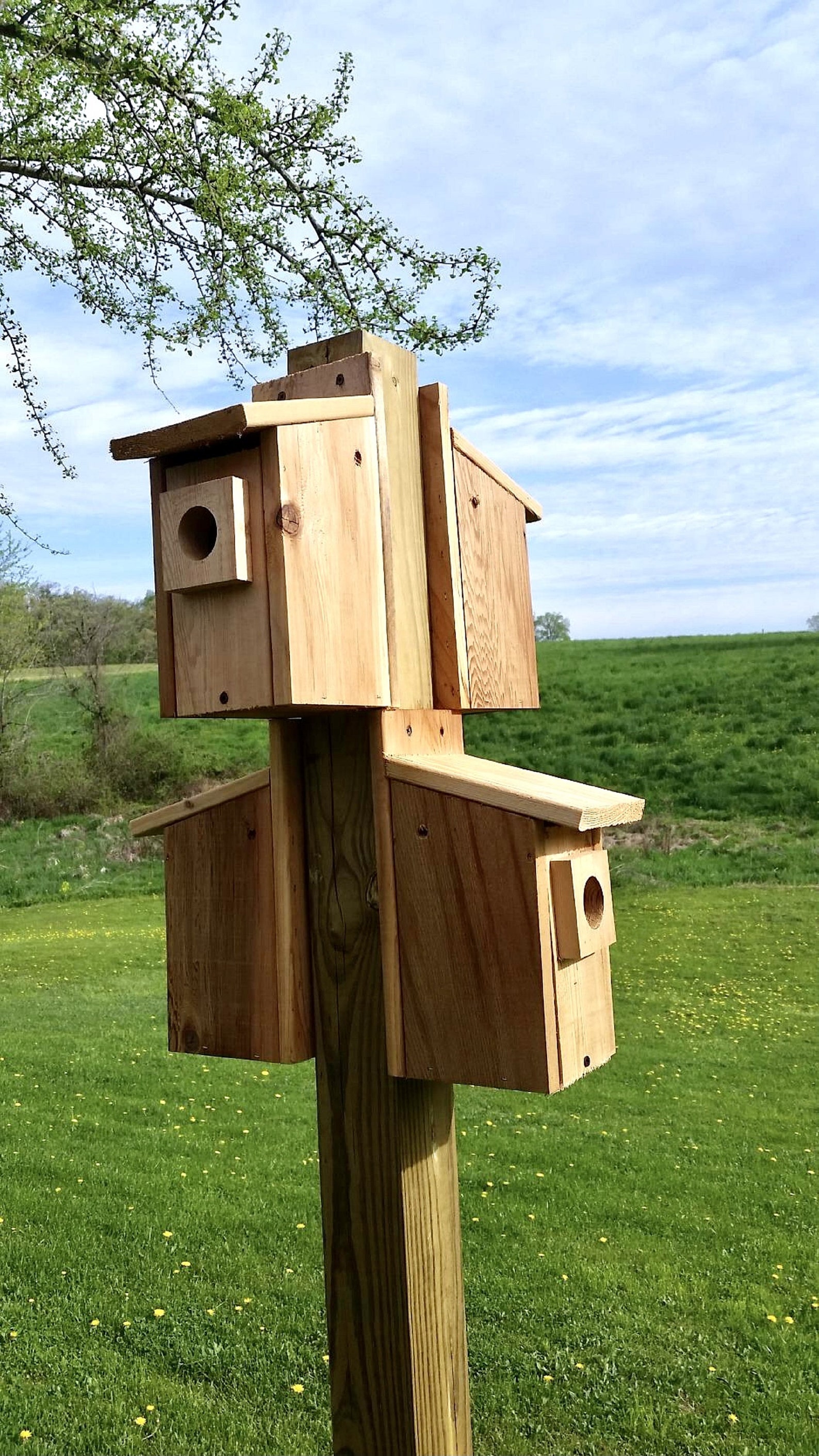 4 Cedar bird Houses Bluebird Houses Wall Mount Wood Bird Etsy