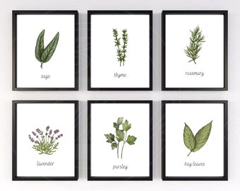 Set di 6 stampe di erbe botaniche solo su file digitale