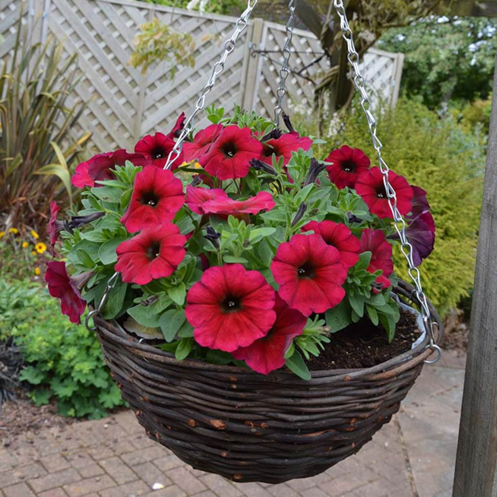 petchoa petunia petchoa petunia