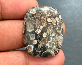 Turritella Achat Cabochon: Edelstein, 48Cts (32 x 25 mm)