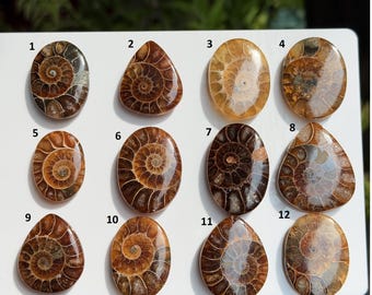 Natürlicher Ammonit-Fossil-Cabochon: Handgefertigter Edelstein für Schmuckherstellung und Anhänger