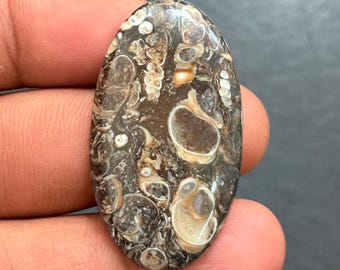 Handgefertigter Turritella Achat Cabochon Edelstein (42 x 23 mm, 44Cts)