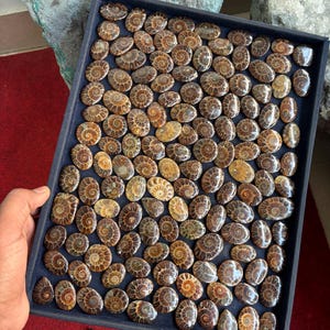 May include: A tray filled with approximately 100 fossilized ammonite stones. The stones are a mix of brown, gold, and black colors. The ammonites are arranged in a grid pattern.