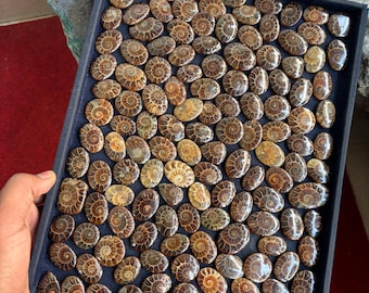 AAA Quality Ammonite Gemstone Wholesale Price Stone Natural Ammonite Cabochons Handmade And hand polished.