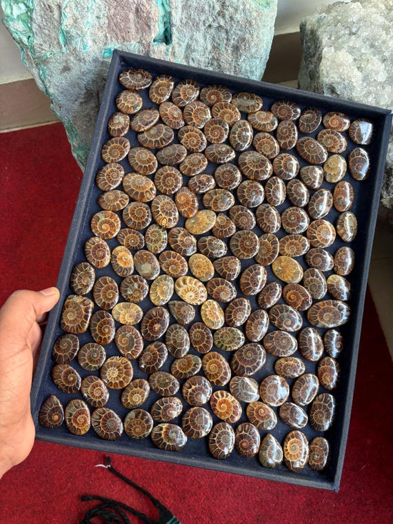 AAA Quality Ammonite Gemstone Wholesale Price Stone Natural Ammonite Cabochons Handmade And hand polished.