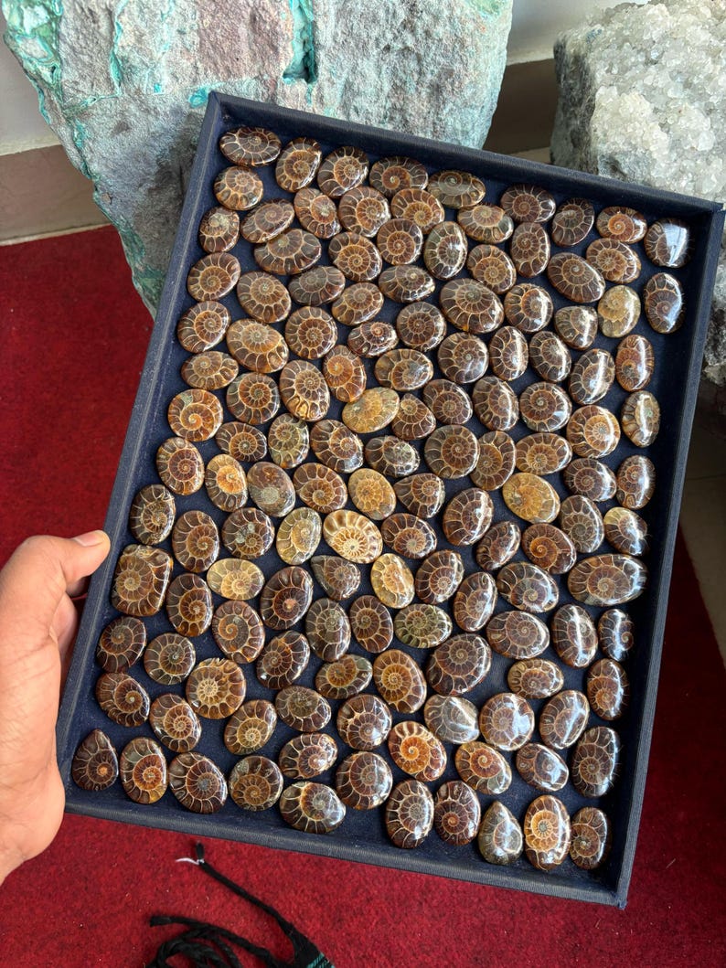 May include: A tray filled with approximately 100 fossilized ammonite stones. The stones are a mix of brown, gold, and black colors. The ammonites are arranged in a grid pattern.