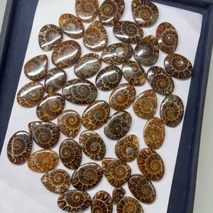 May include: A collection of 30 brown and white ammonite fossil cabochons. The cabochons are oval shaped and have a smooth, polished surface. They are arranged in a random pattern on a white background.