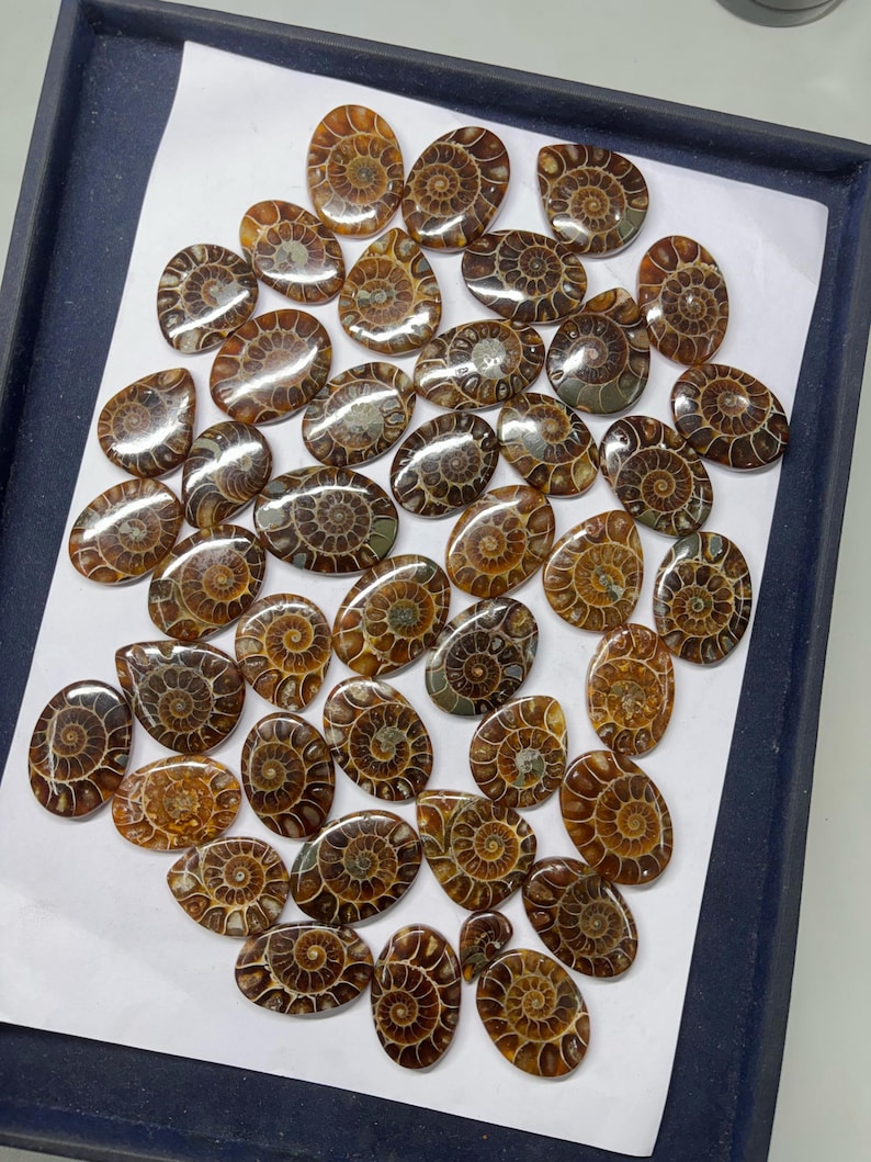 May include: A collection of 30 brown and white ammonite fossil cabochons. The cabochons are oval shaped and have a smooth, polished surface. They are arranged in a random pattern on a white background.