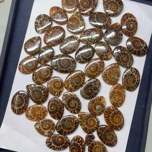 May include: A collection of 30 brown and gold ammonite fossil cabochons. The cabochons are oval shaped and have a smooth, polished surface. They are arranged in a random pattern on a white background.