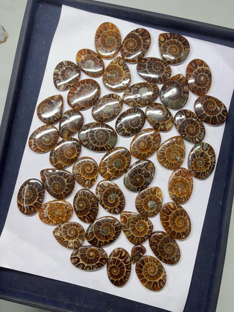 May include: A collection of 30 brown and gold ammonite fossil cabochons. The cabochons are oval shaped and have a smooth, polished surface. They are arranged in a random pattern on a white background.
