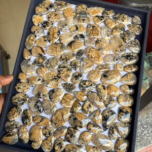 K&ouml;nnte beinhalten: Eine Sammlung von &uuml;ber 50 nat&uuml;rlichen Edelstein-Cabochons in verschiedenen Formen und Gr&ouml;&szlig;en. Die Cabochons sind eine Mischung aus wei&szlig;en, schwarzen und goldenen Farben mit einem einzigartigen dendritischen Muster.