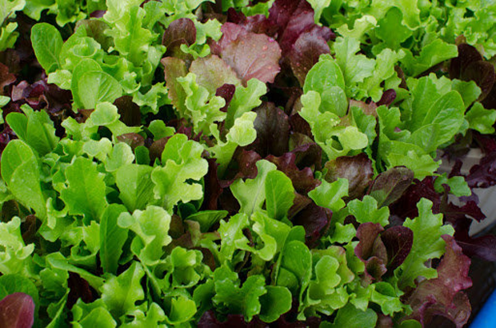 1/2 gram/285 Gourmet Lettuce Seed Mix Seeds Free Shipping Etsy