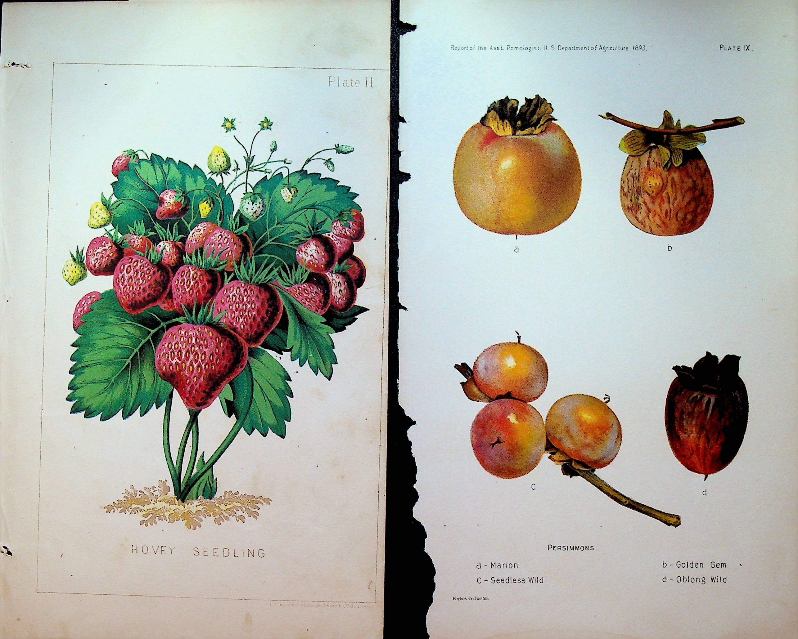 【大型本】FLOWER＆FRUIT PRINTS　ボタニカル Plants & Fruit Prints 1800s Hand-colored Strawberries Persimmons