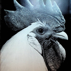 Life Magazine April 26 1937 Lou Gehrig Leghorn Rooster Henry Ford Hawaii Bethlehem Steel Captains Courageous