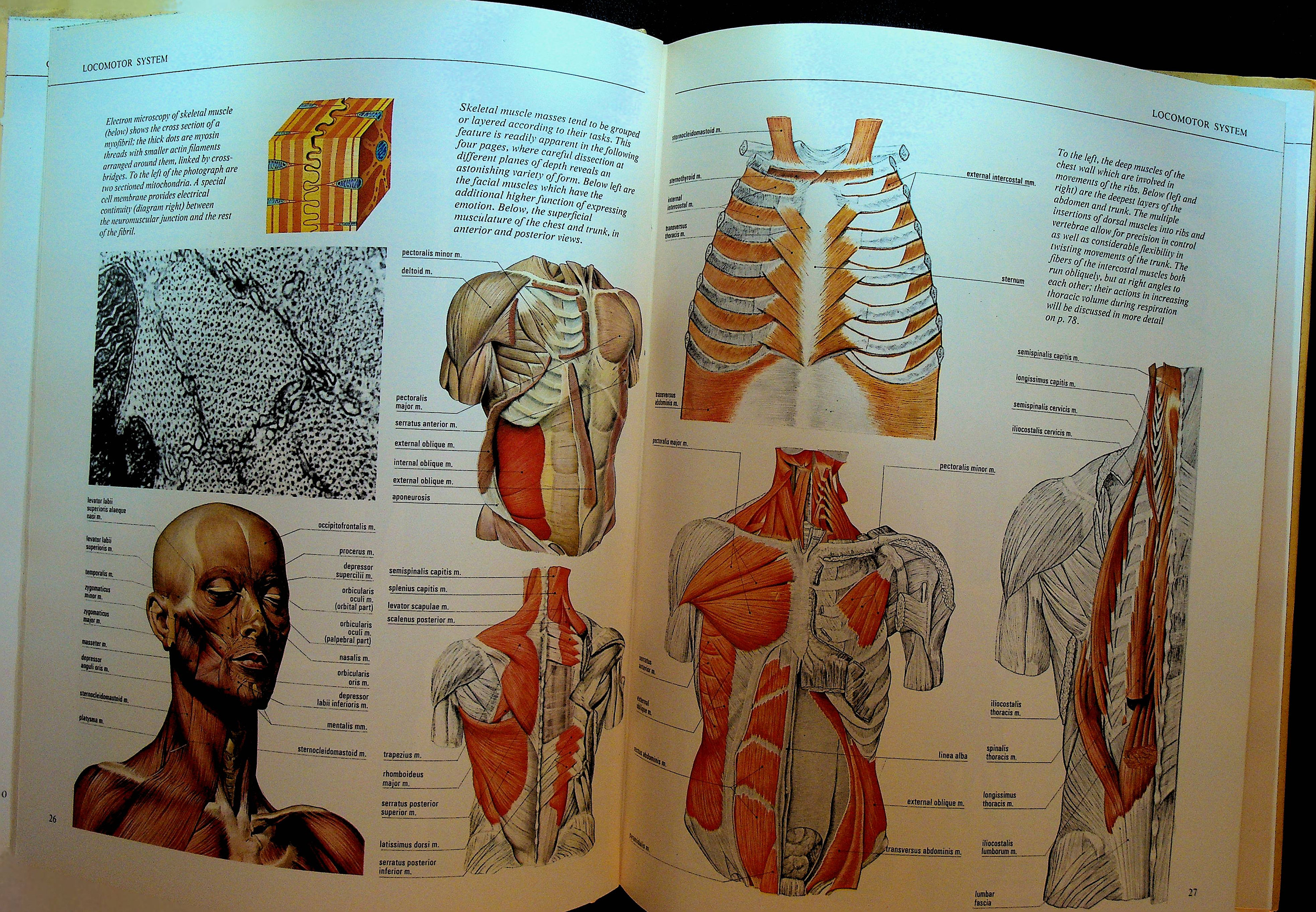 The Color Atlas Human Anatomy HC DJ Book - Etsy