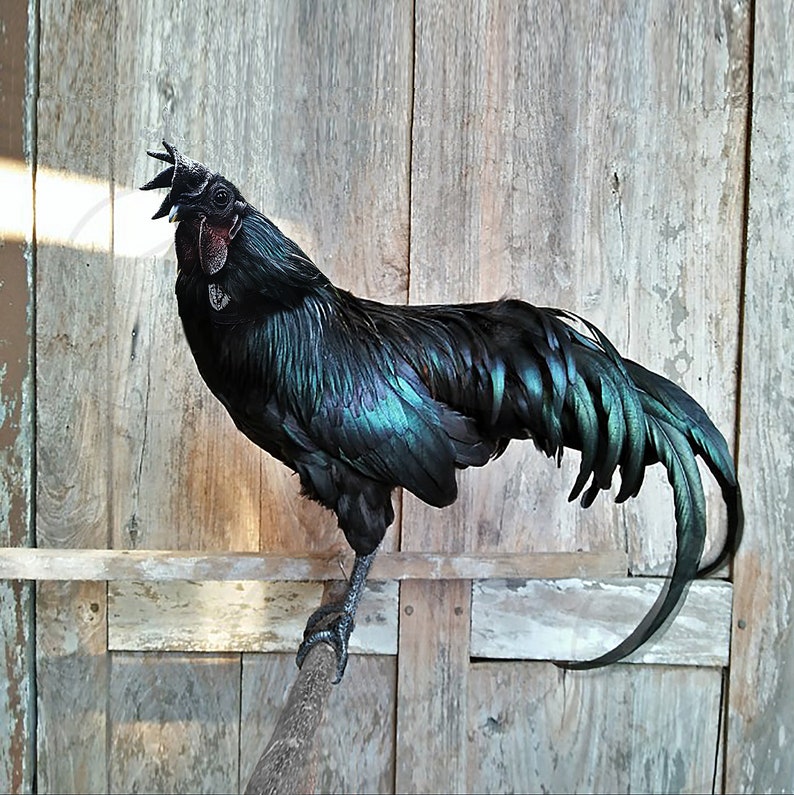 Rewild Rooster Collar image 9