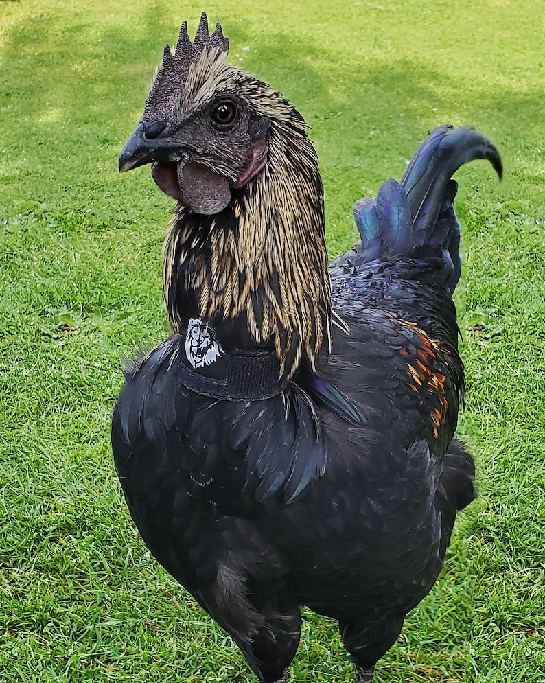 Rewild Rooster Collar Etsy