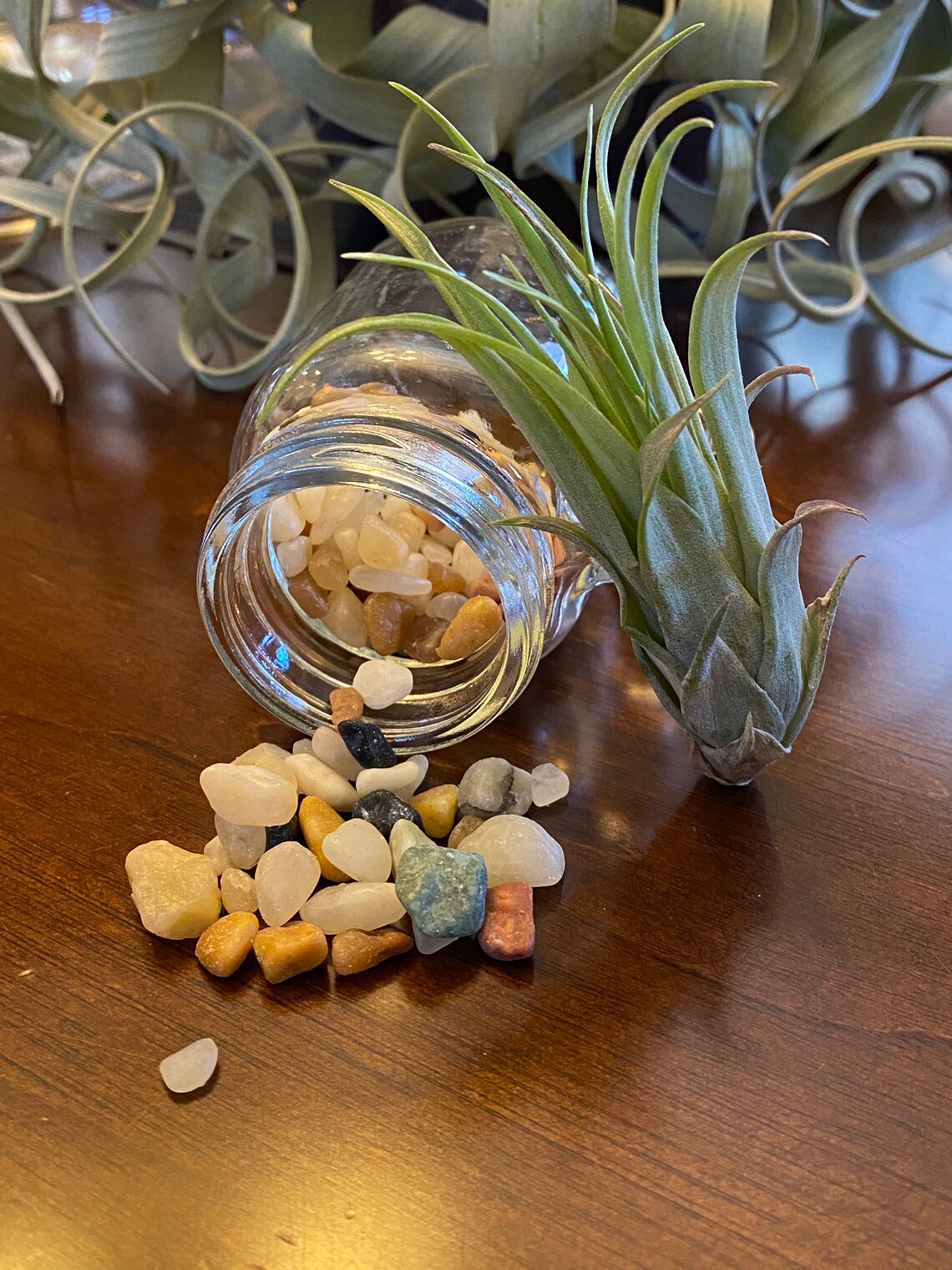 Mini Mason Jar Terrarium Air Plant Display Live Air Plant Etsy