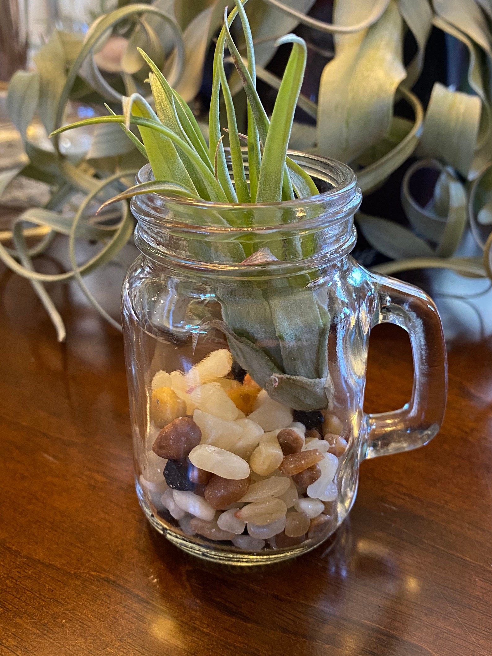 Mini Mason Jar Terrarium Air Plant Display Live Air Plant Etsy