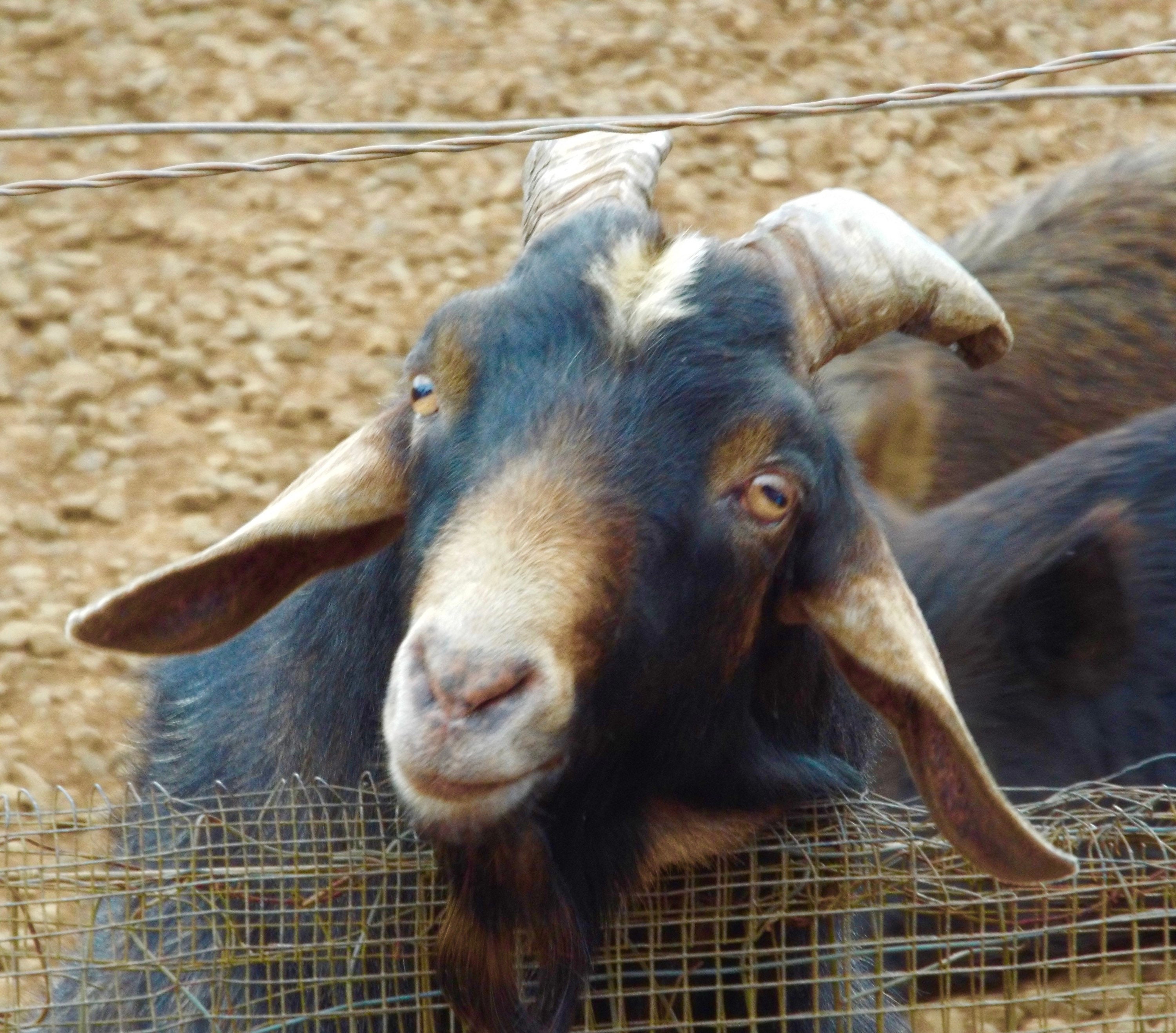 Billy the Plantation Goat 4x6 Glossy PHOTO in a Magnetic - Etsy Billy the Plantation Goat 4x6 Glossy PHOTO in a Magnetic - Etsy