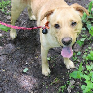 May include: A light brown dog with a pink tongue sticking out is on a leash in a wooded area. The dog is looking directly at the camera.
