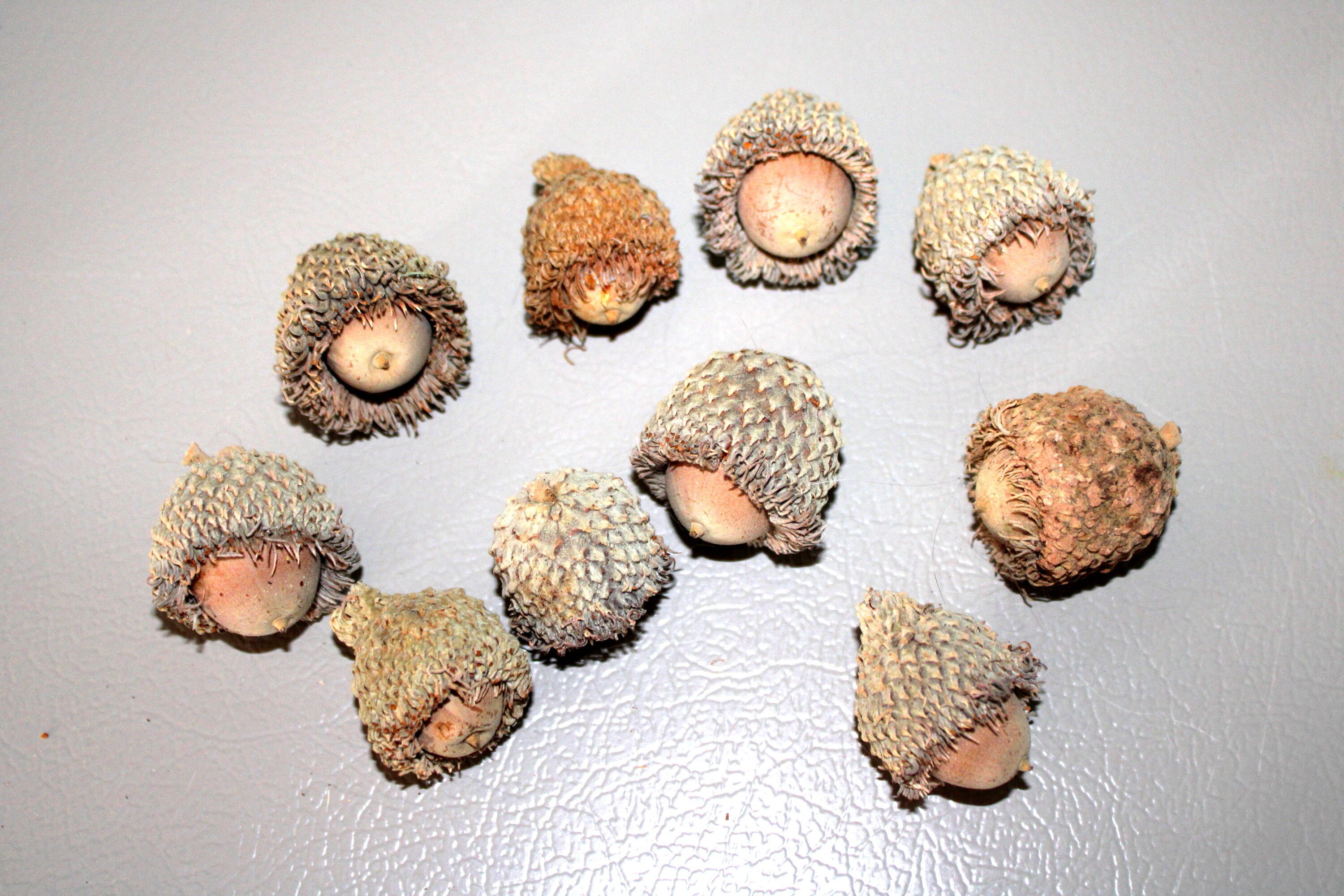 Hand Collected Bur Oak Acorns for Rituals or Decorationburr Oak