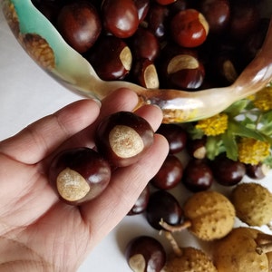 May include: A hand holding two brown buckeye nuts with a white spot on each. The nuts are surrounded by other buckeye nuts in a bowl and on a table.
